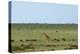 Kenya, Masai Mara National Reserve, Giraffe and Wildebeests in the Plain-Anthony Asael/Art in All of Us-Premier Image Canvas