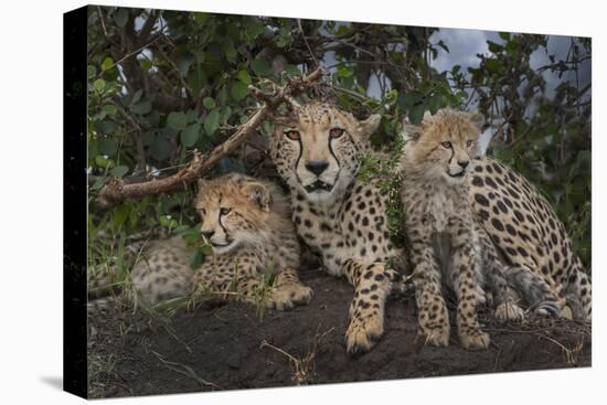 Kenya, Masai Mara National Reserve. Mother cheetah and cubs.-Jaynes Gallery-Premier Image Canvas