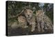 Kenya, Masai Mara National Reserve. Mother cheetah and cubs.-Jaynes Gallery-Premier Image Canvas