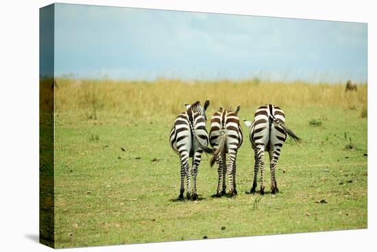 Kenya, Masai Mara National Reserve, Rear View of Zebras Looking at the Plain-Anthony Asael/Art in All of Us-Premier Image Canvas