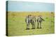 Kenya, Masai Mara National Reserve, Rear View of Zebras Looking at the Plain-Anthony Asael/Art in All of Us-Premier Image Canvas