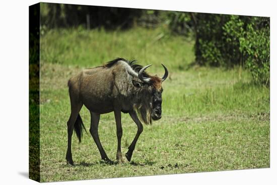 Kenya, Masai Mara National Reserve, Single Wildebeest Walking-Anthony Asael-Premier Image Canvas