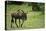 Kenya, Masai Mara National Reserve, Single Wildebeest Walking-Anthony Asael-Premier Image Canvas