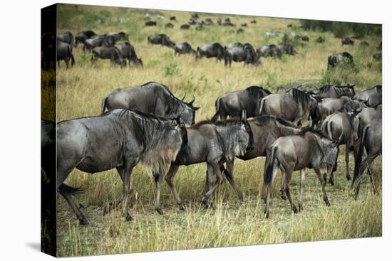 Kenya, Masai Mara National Reserve, Wildebeest Walking-Anthony Asael-Premier Image Canvas