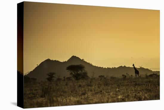 Kenya, Meru. a Giraffe Wanders across the Savannah in the Evening Light.-Niels Van Gijn-Premier Image Canvas