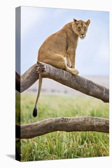 Kenya, Meru County, Lewa Wildlife Conservancy. a Lioness Sitting on the Branch of a Dead Tree.-Nigel Pavitt-Premier Image Canvas