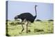 Kenya, Narok County, Masai Mara National Reserve. a Common Ostrich Strides across Open Plains.-Nigel Pavitt-Premier Image Canvas