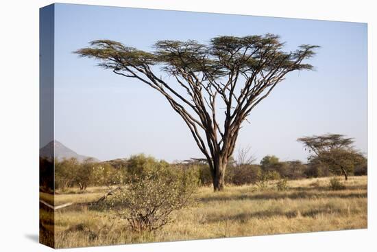 Kenya, Shaba National Park. a Magnificent Acacia Tortilis.-Niels Van Gijn-Premier Image Canvas