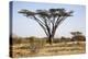 Kenya, Shaba National Park. a Magnificent Acacia Tortilis.-Niels Van Gijn-Premier Image Canvas