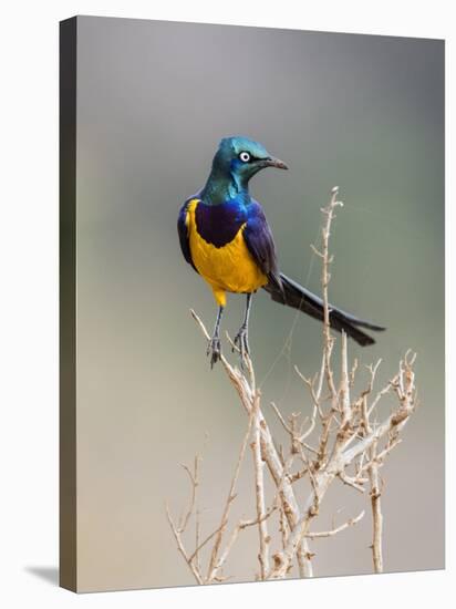 Kenya, Taita-Taveta County, Tsavo East National Park. a Golden-Breasted Starling-Nigel Pavitt-Premier Image Canvas