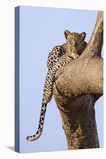 Kenya, Taita-Taveta County, Tsavo East National Park. a Leopard Lying on the Branch of a Tree.-Nigel Pavitt-Premier Image Canvas