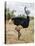 Kenya, Taita-Taveta County, Tsavo East National Park. a Male Somali Ostrich.-Nigel Pavitt-Premier Image Canvas