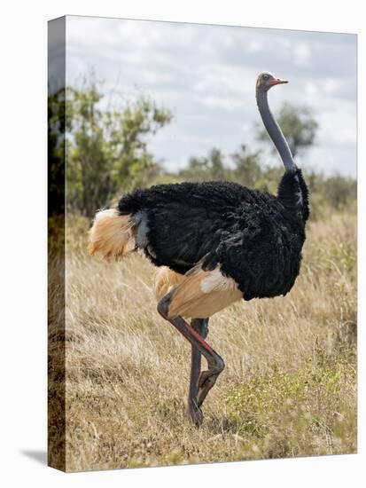 Kenya, Taita-Taveta County, Tsavo East National Park. a Male Somali Ostrich.-Nigel Pavitt-Premier Image Canvas