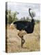 Kenya, Taita-Taveta County, Tsavo East National Park. a Male Somali Ostrich.-Nigel Pavitt-Premier Image Canvas