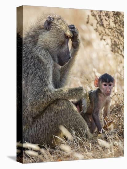 Kenya, Taita-Taveta County, Tsavo East National Park. an Olive Baboon with Her Baby.-Nigel Pavitt-Premier Image Canvas