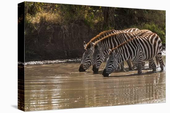 Kenya, Zebra, trio, drinking-George Theodore-Premier Image Canvas