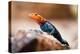 Kenyan Rock Agama Lizard (Agama Lionotus), Kenya, East Africa, Africa-John Alexander-Premier Image Canvas