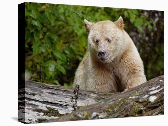 Kermode Spirit Bear, White Morph of Black Bear, Princess Royal Island, British Columbia, Canada-Eric Baccega-Premier Image Canvas