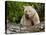Kermode Spirit Bear, White Morph of Black Bear, Princess Royal Island, British Columbia, Canada-Eric Baccega-Premier Image Canvas