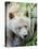 Kermode Spirit Bear, White Morph of Black Bear, Princess Royal Island, British Columbia, Canada-Eric Baccega-Premier Image Canvas
