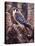 Kestral-Jeff Tift-Premier Image Canvas