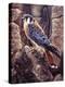 Kestral-Jeff Tift-Premier Image Canvas