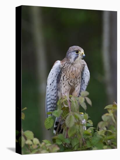 Kestrel, Captive, United Kingdom, Europe-Toon Ann & Steve-Premier Image Canvas