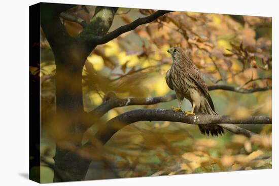 Kestrel, Falco Tinnunculus, Female-Andreas Keil-Premier Image Canvas