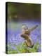 Kestrel Female Landing on Stump in Bluebell Wood-null-Premier Image Canvas