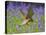 Kestrel Male Hunting in Bluebells-null-Premier Image Canvas