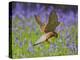 Kestrel Male Hunting in Bluebells-null-Premier Image Canvas