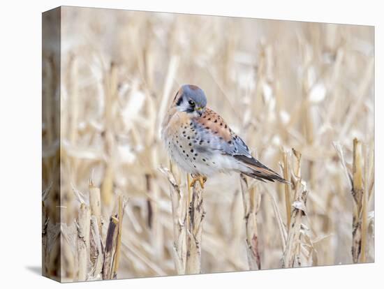 Kestrel perched on a corn stock-Michael Scheufler-Premier Image Canvas