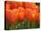 Keukenhof Gardens, Lisse, Netherlands-Cindy Miller Hopkins-Premier Image Canvas