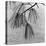 Kew Gardens, Greater London.Twigs and Long Needles on a Pine Tree at Kew Gardens-John Gay-Premier Image Canvas