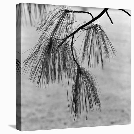 Kew Gardens, Greater London.Twigs and Long Needles on a Pine Tree at Kew Gardens-John Gay-Premier Image Canvas