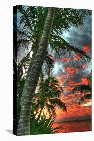 Key West Palm Sunrise Vertical-Robert Goldwitz-Premier Image Canvas