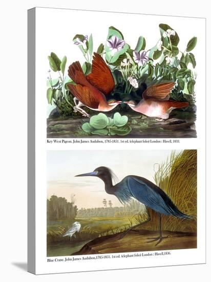 Key West Pigeon and Blue Crane, C.1833-36-John James Audubon-Premier Image Canvas