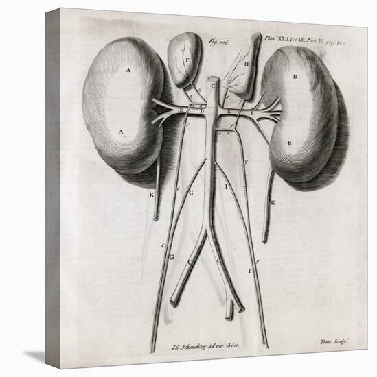 Kidney Anatomy, 18th Century-Middle Temple Library-Premier Image Canvas