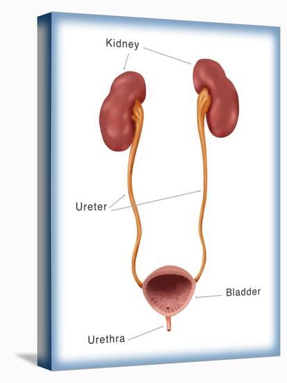 Kidneys, Ureter & Urinary Bladder, Illustration-Monica Schroeder-Premier Image Canvas