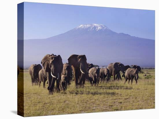 Kilimanjaro Elephants-Charles Bowman-Premier Image Canvas