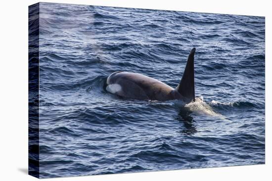 Killer whale (orca) (Orcinus orca), Weddell, Sea, Antarctica, Polar Regions-Michael Runkel-Premier Image Canvas