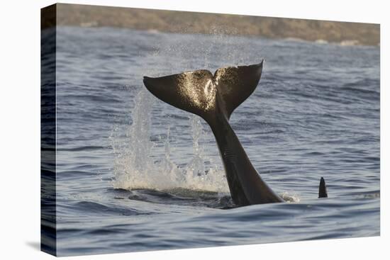 Killer Whale (Orcinus Orca) Tail Slapping At Sunset, Transient Race, Vancouver Island-Bertie Gregory-Premier Image Canvas