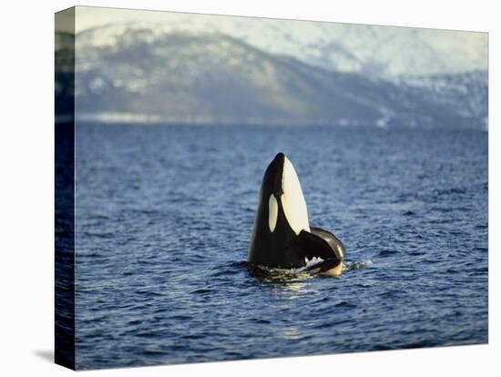 Killer Whale Spy Hopping with Calf in an Arctic Fjord, Norway, Scandinavia, Europe-Dominic Harcourt-webster-Premier Image Canvas