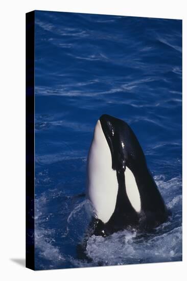 Killer Whale Spyhopping-DLILLC-Premier Image Canvas