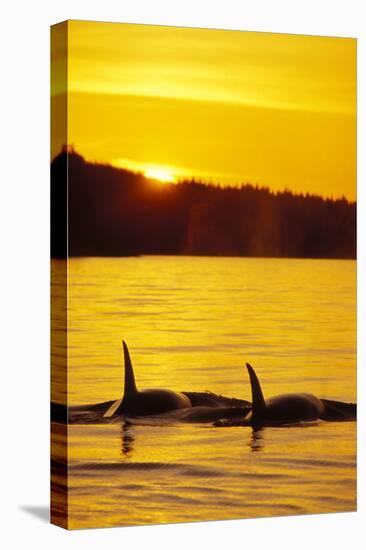 Killer Whale-null-Premier Image Canvas