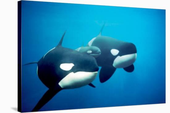 Killer Whales-null-Stretched Canvas