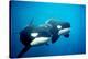 Killer Whales-null-Stretched Canvas