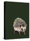Kimchi the Hedgehog on Forest Green, 2020, (Pen and Ink)-Mike Davis-Premier Image Canvas