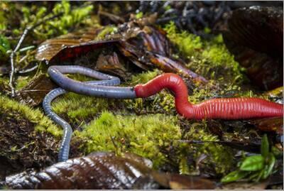 Kinabalu giant red leech feeding on Kinabalu giant earthworm, on