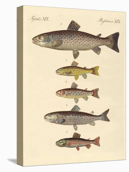 Kinds of Trouts-null-Premier Image Canvas